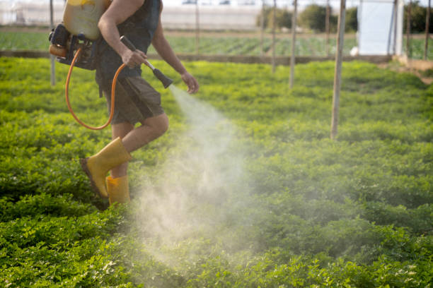 Best Ant Control Services  in Camdenton, MO
