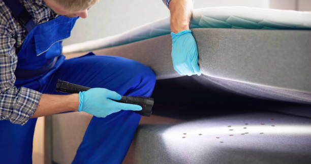Best Ant Control Services  in Camdenton, MO