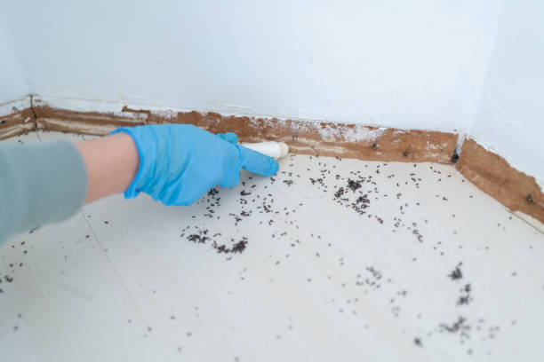 Pest Control for Restaurants in Camdenton, MO